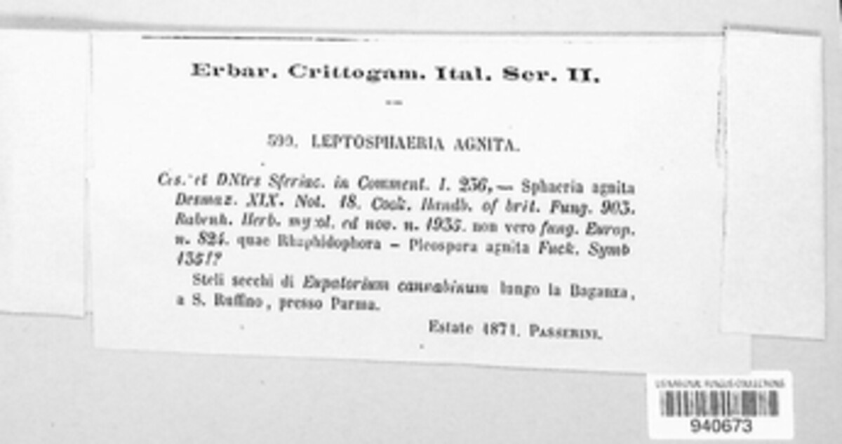 Leptosphaeria agnita image
